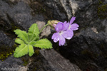 <i>Primula rupicola </i>