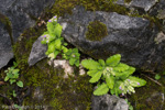 <i>Primula rupicola </i>