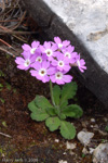 <i>Primula rupicola </i>