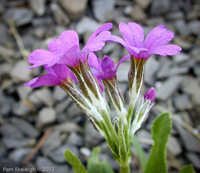 <i>Primula rusbyi </i>