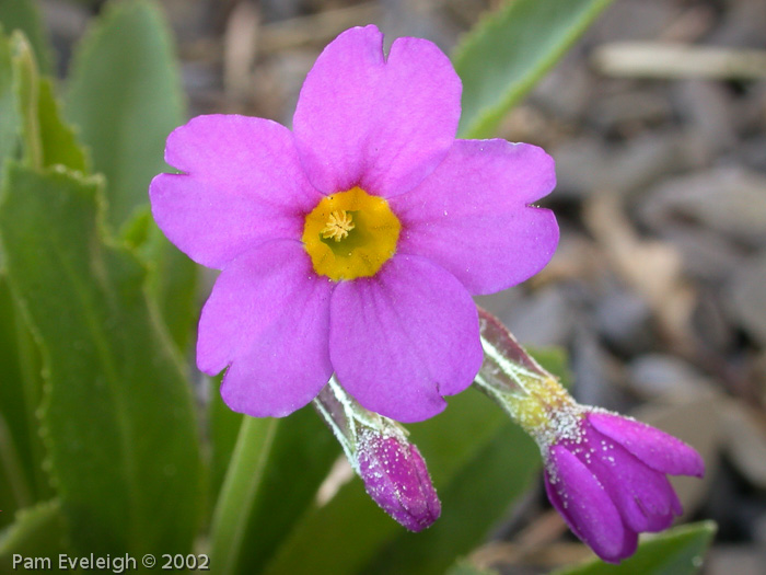 <i>Primula rusbyi </i>