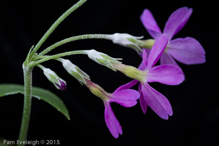 <i>Primula rusbyi </i>