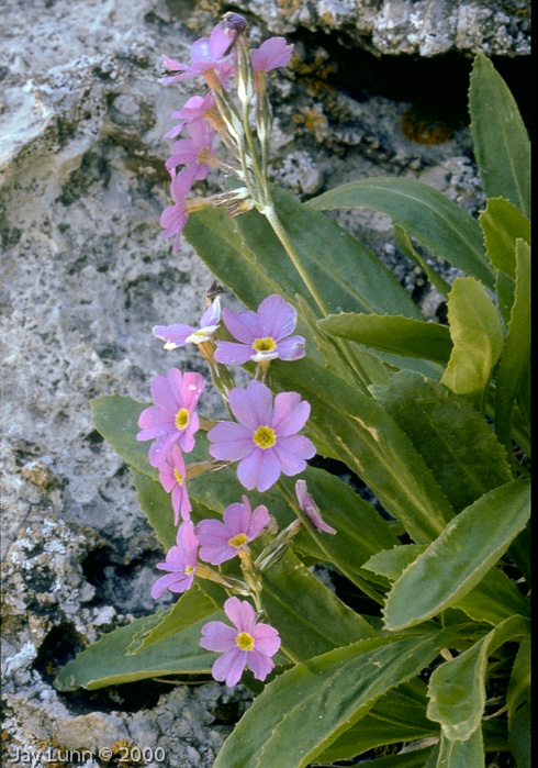 <i>Primula rusbyi </i>