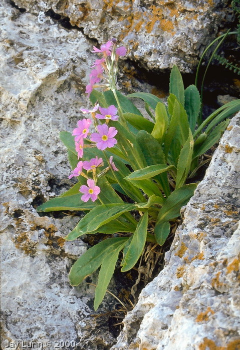 <i>Primula rusbyi </i>