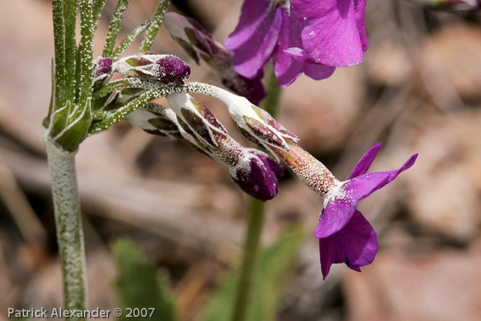 <i>Primula rusbyi </i>