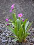 <i>Primula rusbyi </i>