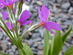 <i>Primula rusbyi </i>