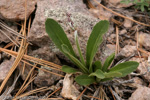 <i>Primula rusbyi </i>