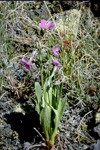 <i>Primula rusbyi </i>