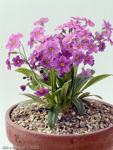 <i>Primula rusbyi </i>