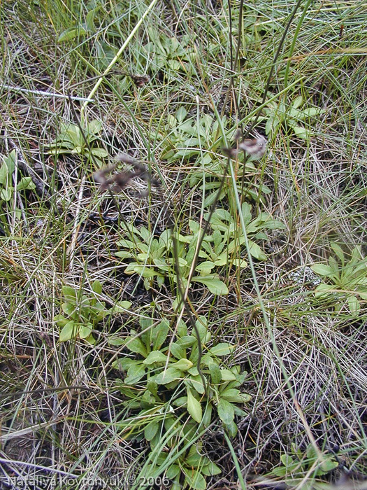 <i>Primula scahalinensis </i>