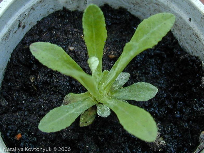 <i>Primula scahalinensis </i>