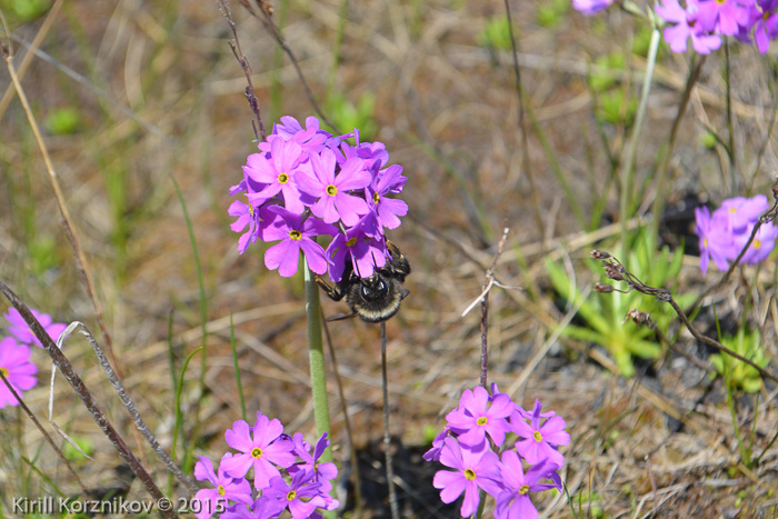 <i>Primula scahalinensis </i>