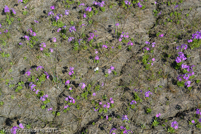 <i>Primula scahalinensis </i>