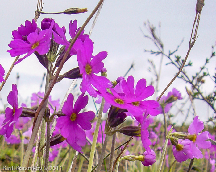 <i>Primula scahalinensis </i>