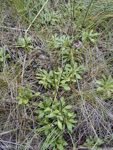 <i>Primula scahalinensis </i>