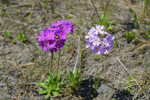 <i>Primula scahalinensis </i>