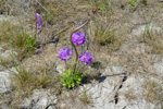 <i>Primula scahalinensis </i>