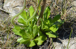 <i>Primula scahalinensis </i>