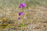 <i>Primula scahalinensis </i>