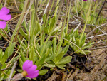 <i>Primula scahalinensis </i>