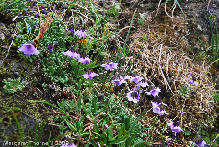 <i>Primula sapphirina </i>