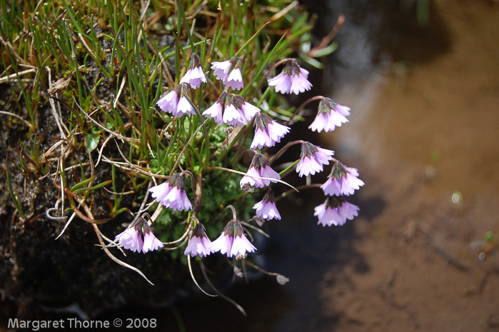 <i>Primula sapphirina </i>