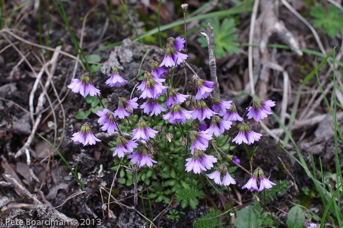 <i>Primula sapphirina </i>