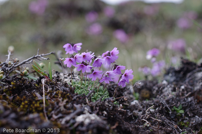 <i>Primula sapphirina </i>