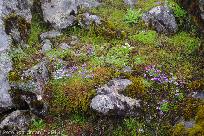 <i>Primula sapphirina </i>