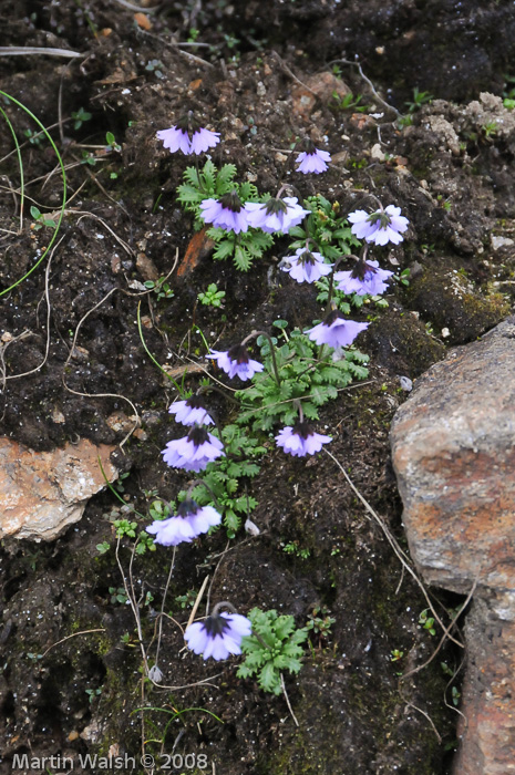 <i>Primula sapphirina </i>