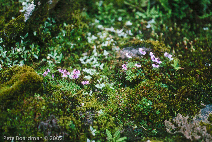 <i>Primula sapphirina </i>