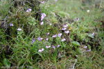 <i>Primula sapphirina </i>