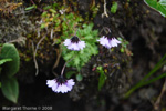 <i>Primula sapphirina </i>