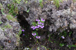 <i>Primula sapphirina </i>