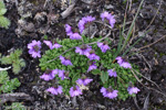 <i>Primula sapphirina </i>