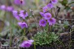 <i>Primula sapphirina </i>