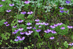 <i>Primula sapphirina </i>