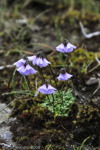 <i>Primula sapphirina </i>