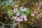 <i>Primula sapphirina </i>