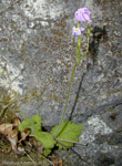 <i>Primula saxatilis </i>