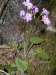 <i>Primula saxatilis </i>