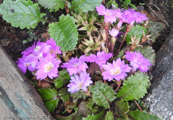 <i>Primula scapigera </i>