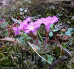 <i>Primula scapigera </i>