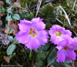 <i>Primula scapigera </i>