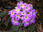 <i>Primula scapigera </i>