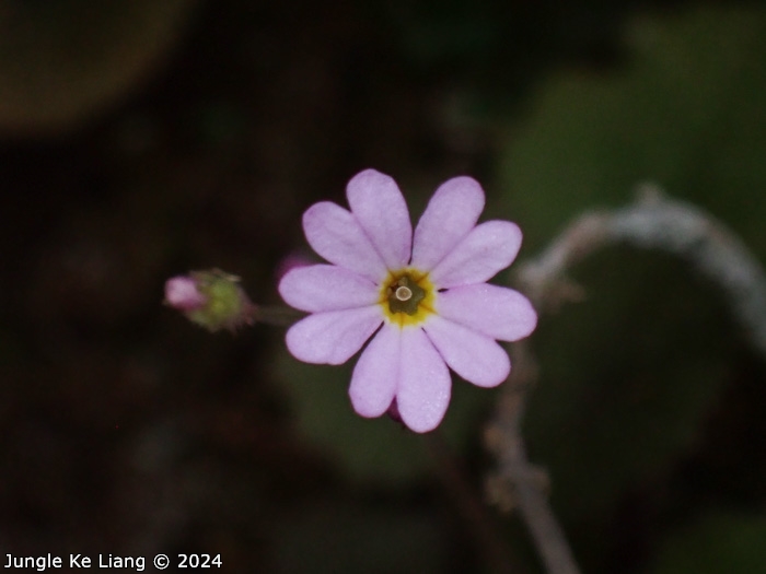 <i>Primula scopulicola </i>