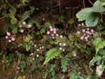 <i>Primula scopulicola </i>