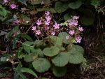 <i>Primula scopulicola </i>
