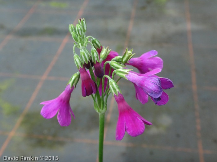 <i>P. biserrata x P. secundiflora </i>